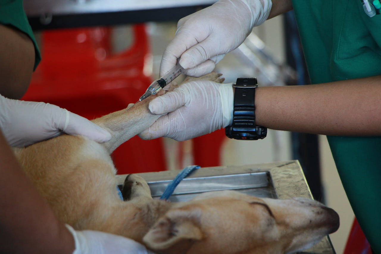 heros-img Close-up of a veterinarian injecting a dog with care in a clinic setting.