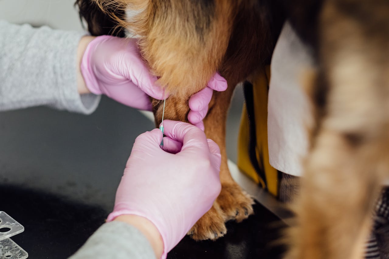 about-us-02 Close-up of a veterinarian injecting a dog's leg indoors, focusing on care and precision.