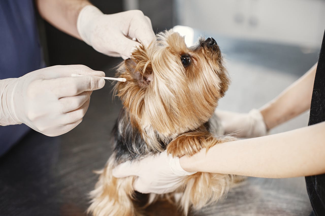 about-us-01 A Yorkshire Terrier gets its ear cleaned by a veterinarian with gloves and cotton bud.